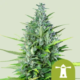 RQSAUT03006 - ROYAL QUEEN SEEDS - ROYAL HAZE AUTOMATIC FEM | 3 SEMILLAS