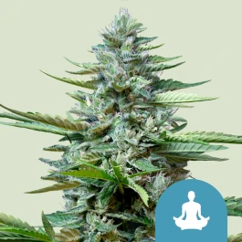 RQSCBD05008 - ROYAL QUEEN SEEDS - STRESS KILLER CBD AUTO FEM | 5 SEMILLAS