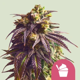 RQSFEMSDR001 - ROYAL QUEEN SEEDS - SUNDAE DRIVER FEM (USA PREMIUM) | 1 SEMILLA