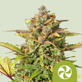 RQSAUT10054 - ROYAL QUEEN SEEDS - SWEET ZZ AUTOMATIC FEM (USA PREMIUM) | 10 SEMILLAS