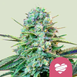 RQSFEM01052 - ROYAL QUEEN SEEDS - WEDDING CRASHER FEM (USA PREMIUM) | 10 SEMILLAS