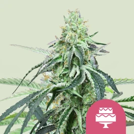 RQSFEM03046 - ROYAL QUEEN SEEDS - HELADO DE BODA FEM (USA PREMIUM) | 3 SEMILLAS