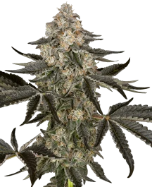 SS1530351 - SENSI SEEDS RESEARCH - SAUVIGNON BLANC AUTO FEM | 3 SEMILLAS