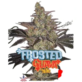 GHSCFGA010 - GREEN HOUSE SEED CO. - FROSTED GUAVA AUTO FEM | 10 SEMILLAS