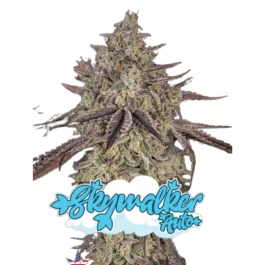 GHSCSKWA001 - GREEN HOUSE SEED CO. - SKYWALKER AUTO FEM | 1 SEMILLA