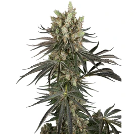 SS1530348 - SENSI SEEDS RESEARCH - SLAM DANK FEM | 3 SEMILLAS