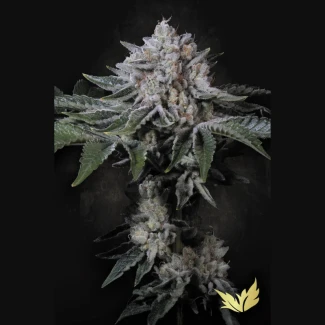PSPF005 - PARADISE SEEDS - PEACH FROSTING FEM | 5 SEMILLAS