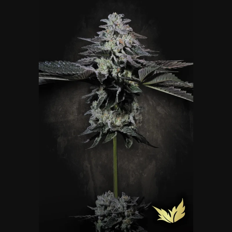 PSTC005 - PARADISE SEEDS - TROPICANA CRUSH FEM | 5 SEMILLAS