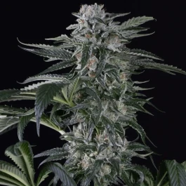 SILS015AF05 - SILENT SEEDS - MOBY DICK AUTO FEM | 5 SEMILLAS