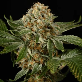SILS016F10 - SILENT SEEDS - OG KUSH FEM | 10 SEMILLAS