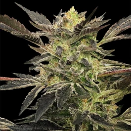 SILS027AF03 - SILENT SEEDS - PINK SUNSET AUTO FEM | 3 SEMILLAS