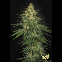 PS0420 - PARADISE SEEDS - ALLKUSH FEM | 5 SEMILLAS
