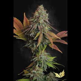 PS0437 - PARADISE SEEDS - CALIFORNIAN GOLD FEM | 5 SEMILLAS