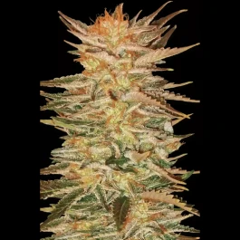 PS0509 - PARADISE SEEDS - ICE CREAM FEM | 3 SEMILLAS
