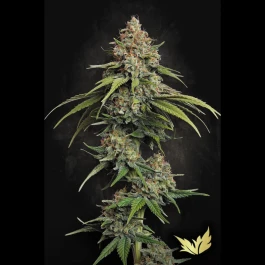 PS0435 - PARADISE SEEDS - L.A. AMNESIA FEM | 5 SEMILLAS