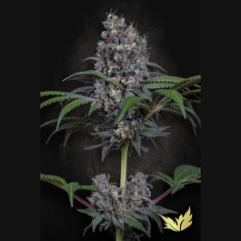 PS0350 - PARADISE SEEDS - SWEETOPIA FEM | 3 SEMILLAS