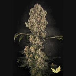 PS0411 - PARADISE SEEDS - WHITE BERRY FEM | 5 SEMILLAS