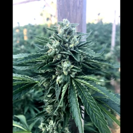 HS002F0003 - HUMBOLDT SEED ORGANIZATION - CANELA BUDDHA OG FEM | 3 SEMILLAS