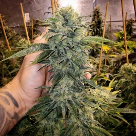 HS021F010 - HUMBOLDT SEED ORGANIZATION - GEIST OG FAST FLOWERING FEM | 10 SEMILLAS