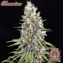 BSBAF10 - BUDDHA SEEDS - BUDDHA AMNESIA CLASSIC FEM | BLISTER 1x10 SEMILLAS