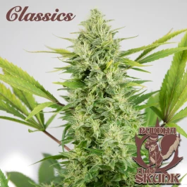 BSBASKF10 - BUDDHA SEEDS - BUDDHA AUTO SKUNK CLASSIC FEM | BLISTER 1x10 SEMILLAS