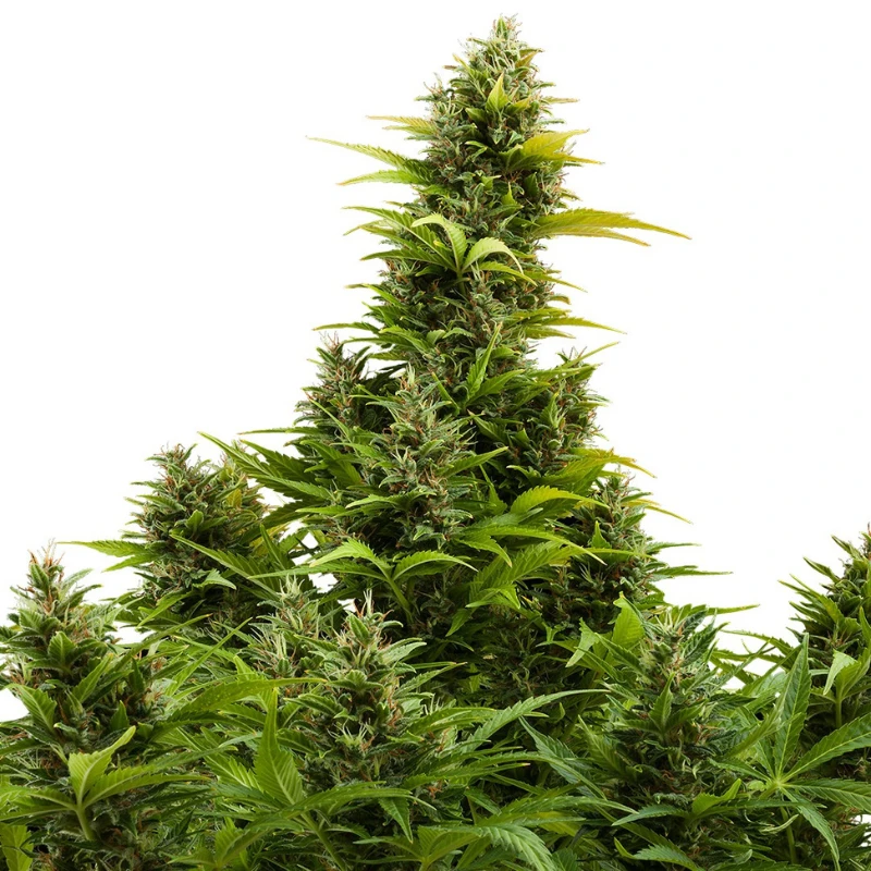 BSBMKAF10 - BUDDHA SEEDS - MEDIKIT AUTO FEM | BLISTER 1x10 SEMILLAS