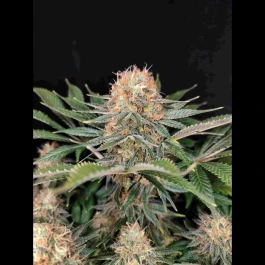 BSBPKH3 - BUDDHA SEEDS - PANAKEIA HIGH TERPENS CBG FEM | 3 SEMILLAS