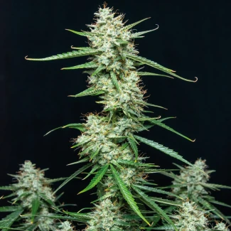 BSBSF10 - BUDDHA SEEDS - SYRUP AUTO FEM | BLISTER 1x10 SEMILLAS