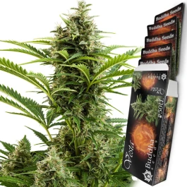 BSBVF10 - BUDDHA SEEDS - VESTA AUTO FEM | BLISTER 1x10 SEMILLAS