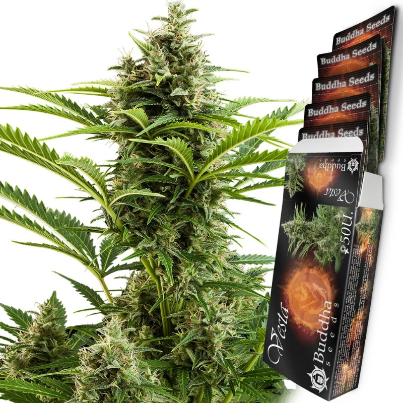 BSBVF10 - BUDDHA SEEDS - VESTA AUTO FEM | BLISTER 1x10 SEMILLAS
