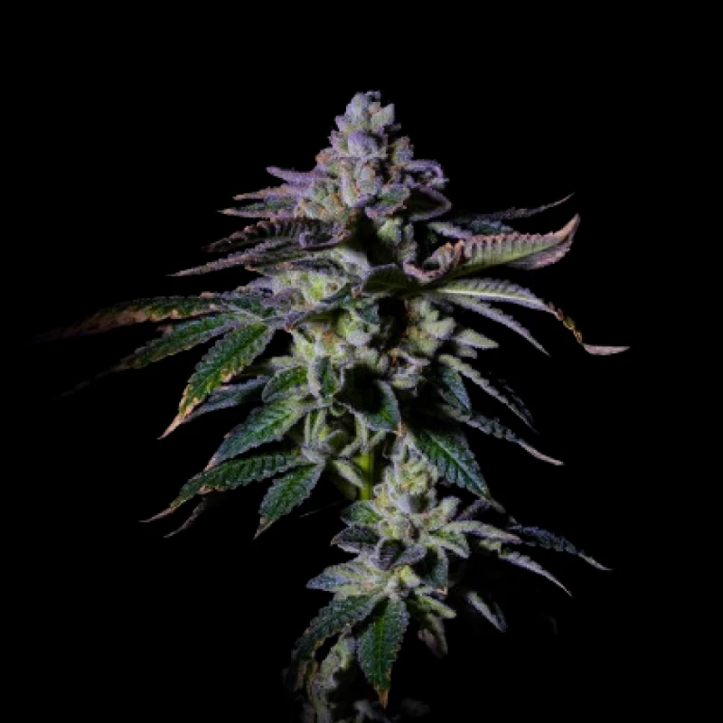 GRTFONE002-005 - SEMILLAS AGRADECIDAS - GAS MINT FEM (ONE SHOT EDITION) | 5 SEMILLAS