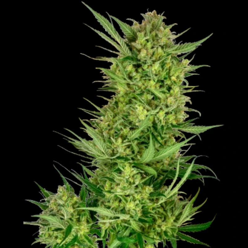 SS1530314 - SENSI SEEDS RESEARCH - BUTTERCREAM ICE CREAM FEM | 3 SEMILLAS FEMM