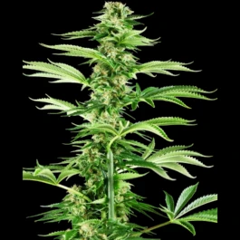 SS1530331 - SENSI SEEDS RESEARCH - HONEY MELON HAZE FEM | 3 SEMILLAS