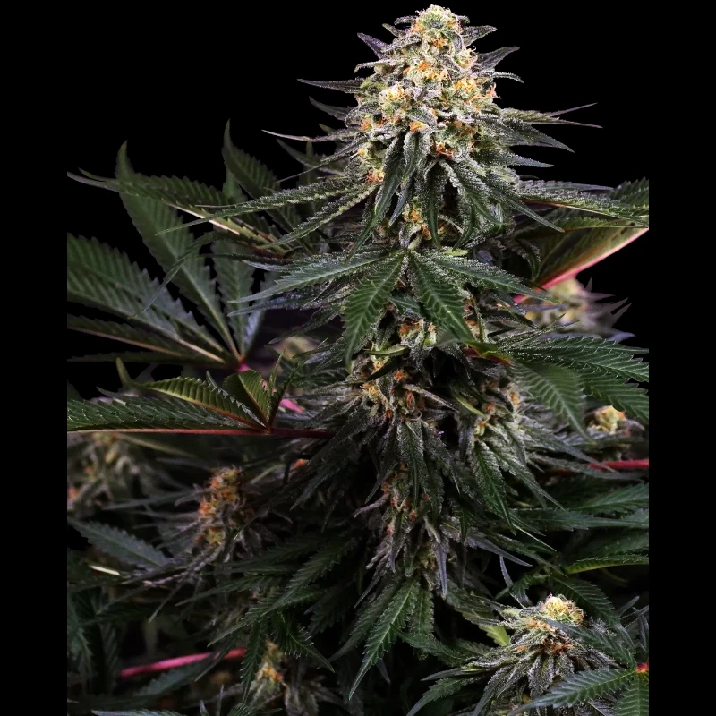 SS1530337 - SENSI SEEDS RESEARCH - LOCKDOWN KUSH FEM | 3 SEMILLAS