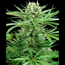 SS1530328 - SENSI SEEDS RESEARCH - PAPI CHULO OG FEM | 3 SEMILLAS