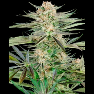 SS1530335 - SENSI SEEDS RESEARCH - SCREWDRIVER OG FEM | 3 SEMILLAS