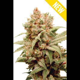 SEX044100 - SEEDSALAD - CBGRASS CBG FEM | 100 SEMILLAS