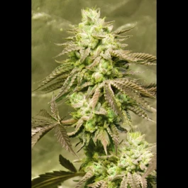 SEX03715PIPP - SEEDSALAD - GORILLA SKIT FEM (USA STRAIN) | 15+5 SEMILLAS GRATIS