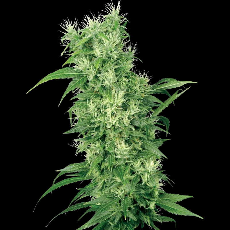 WL1520504 - WHITE LABEL - FEMALE MIX FEM | 5 SEMILLAS