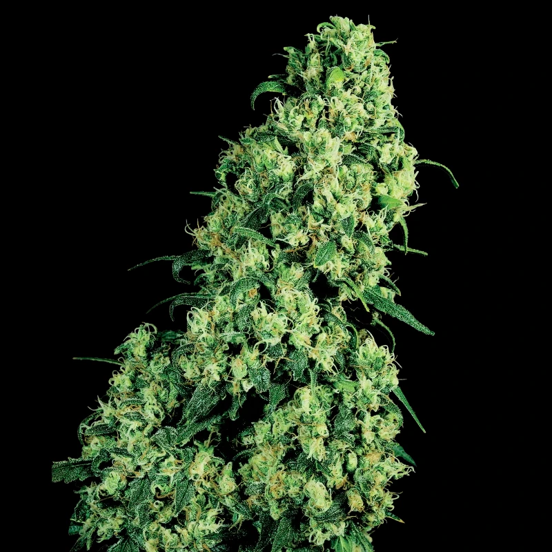 WL1520510 - WHITE LABEL - SKUNK #1 FEM | 5 SEMILLAS