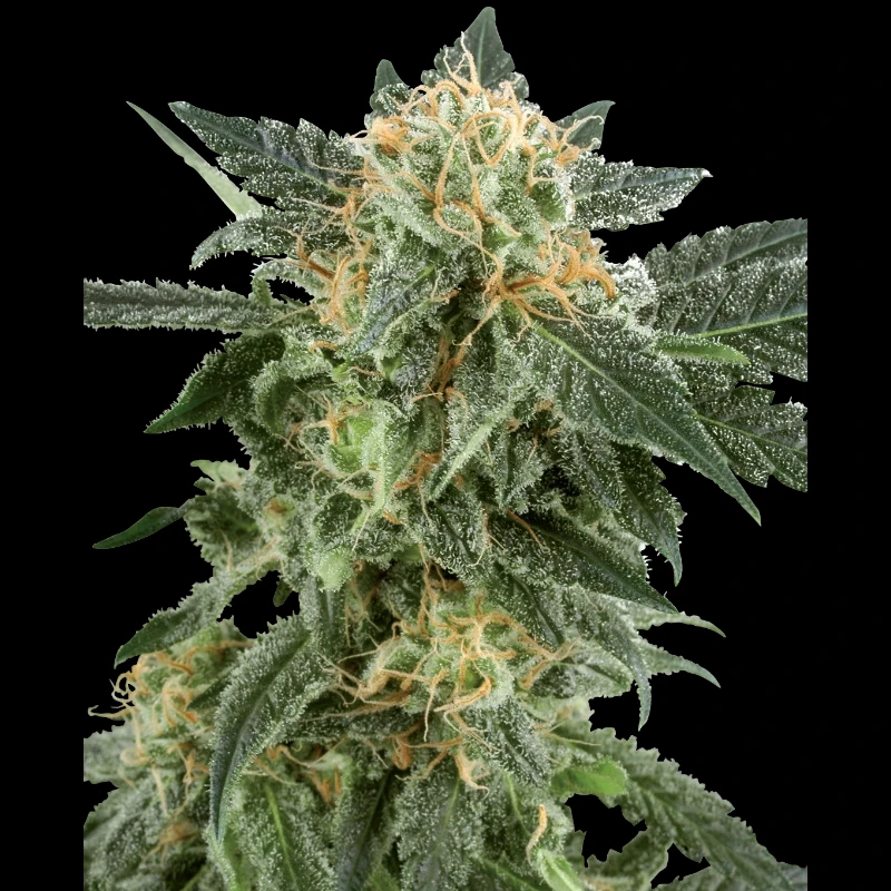 WL1520513 - WHITE LABEL - SNOW RYDER AUTOFLOWER | 5 SEMILLAS