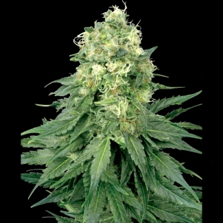 WL1510001 - WHITE LABEL - WHITE WIDOW REG | 10 SEMILLAS