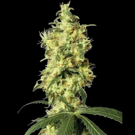 WL1520521 - WHITE LABEL - WHITE WIDOW AUTOMATIC FEM | 5 SEMILLAS