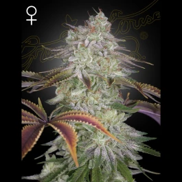 FGAZM01 - GREEN HOUSE SEED CO. - ALIENZ FEM | 1 SEMILLA
