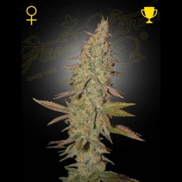 GHAUH13 - GREEN HOUSE SEED CO. - ARJAN'S ULTRA HAZE 1 FEM | 3 SEMILLAS