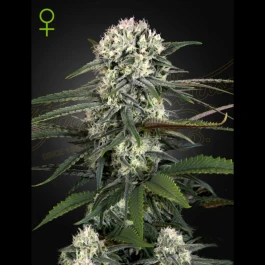 SGFF050017 - GREEN HOUSE SEED CO. - AUTO BOMB FEM | 5 SEMILLAS