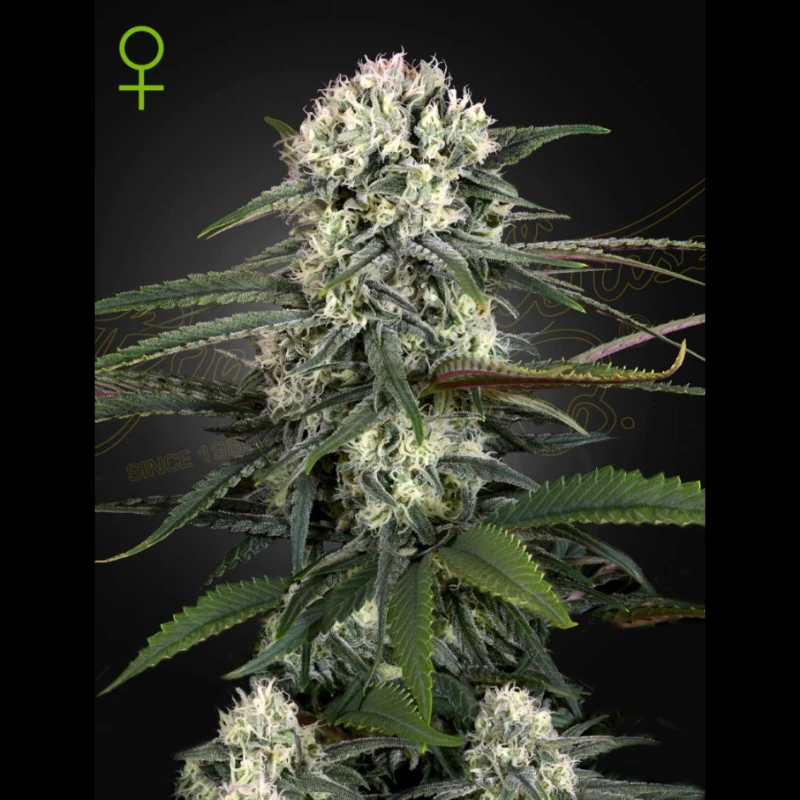 SGFF050017 - GREEN HOUSE SEED CO. - AUTO BOMB FEM | 5 SEMILLAS
