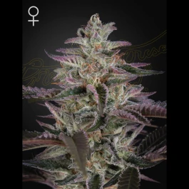 GHSBK3F - GREEN HOUSE SEED CO. - BANANA KRUMBLE FEM | 3 SEMILLAS