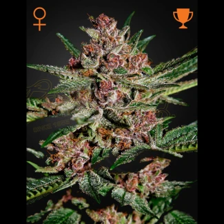 BUBKF - GREEN HOUSE SEED CO. - BUBBA KUSH FEM | 5 SEMILLAS