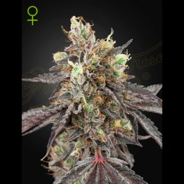 GHG#41XG#41A03 - GREEN HOUSE SEED CO. - ICE CREAM #41 AUTOFLORECIENTE FEM | 3 SEMILLAS